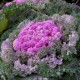 Нагойя F1 рожева (pink) насіння капусти декоративної (Sakata)