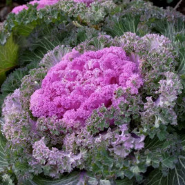 Нагойя F1 рожева (pink) насіння капусти декоративної (Sakata)