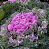 Капуста декоративная Нагойя F1 розовая (pink)