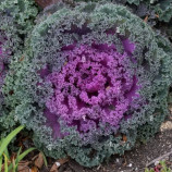 Нагойя F1 красная (red) семена капусты декоративной 35см (Sakata)