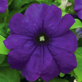 Петуния Фалкон F1 синяя (blue)
