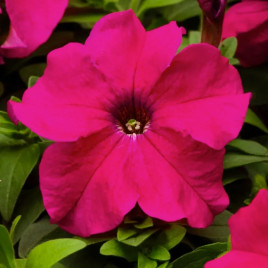 Петуния Фалкон F1 темно-розовая