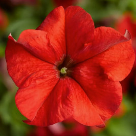 Петуния Фалкон F1 красная (red)