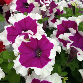 Петуния Хулахуп F1 вельвет 