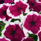 Петуния Хулахуп F1 бургунди