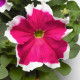 Петуния Хулахуп F1 розовая (pink)