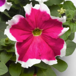 Петуния Хулахуп F1 розовая (pink)