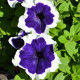 Петуния Хулахуп F1 синяя (blue)