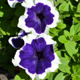 Петунія Хулахуп F1 синя (blue)
