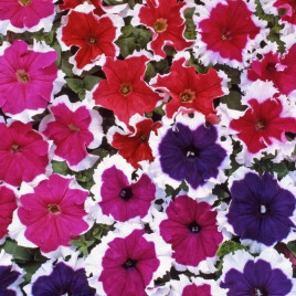 Петуния Хулахуп F1 смесь (mix)