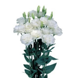 Эустома Мариачи F1 белая