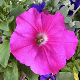 Петуния грандифлора Игл F1 розовая