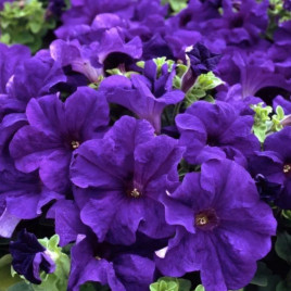 Петуния грандифлора Игл F1 синяя 