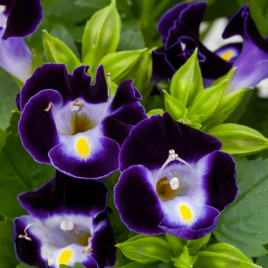 Торенія Літтл Кісс F1 синя