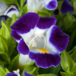 Торенія Літтл Кісс F1 синьо-біла