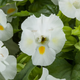 Торенія Літтл Кісс F1 біла