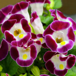 Торенія Літтл Кісс F1 бургунді