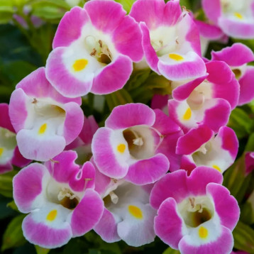 Торения Литтл Кисс F1 розовое пикоте 