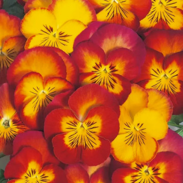 Ультима Radiance Red семена виолы (Sakata)