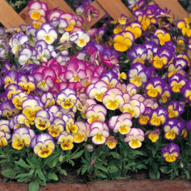 Виола Ультима Radiance Mix 