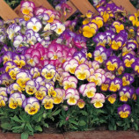 Виола Ультима Radiance Mix 