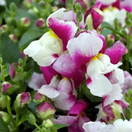 Антирринум Флорал Шоуер F1 wine bicolor 