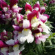 Антирринум Флорал Шоуер F1 wine bicolor 