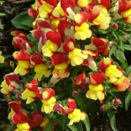 Антирринум Флорал Шоуер F1 red & yellow