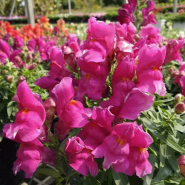 Антирринум Флорал Шоуер F1 lilac 