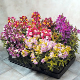 Антирринум Флорал Шоуер F1 bicolor mix 