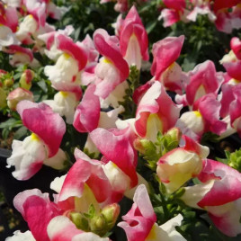 Антирринум Флорал Шоуер F1 coral bicolor 