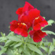Антирринум Флорал Шоуер F1 scarlet 