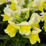 Антирринум Флорал Шоуер F1 жовтий (yellow) 