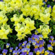 Антирринум Флорал Шоуер F1 жовтий (yellow) 