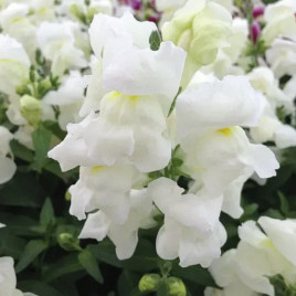 Антирринум Флорал Шоуэр F1 белый 
