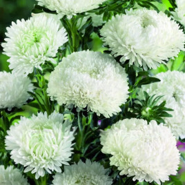 Айстра Балун біла (White)