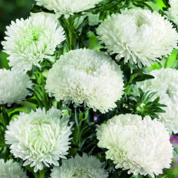 Астра Балун белая (White)