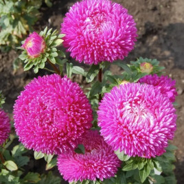 Айстра Балун кармінова