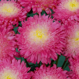 Айстра Шанхайська троянда рожево-біла