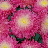 Айстра Шанхайська троянда рожево-біла