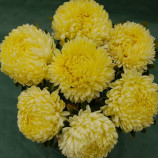 Леді Корал золотиста насіння айстри на зріз одноріч. 60-70см (Satimex ПН)