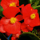 Бегония Бада Бинг F1 скарлет (Bada Bing F1 Scarlet)