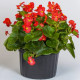 Бада Бинг F1 скарлет (scarlet) семена бегонии 20-25см многол.(Syngenta)