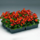Бада Бинг F1 скарлет (scarlet) семена бегонии 20-25см многол.(Syngenta)