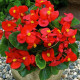Бада Бинг F1 скарлет (scarlet) семена бегонии 20-25см многол.(Syngenta)
