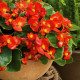 Бада Бинг F1 скарлет (scarlet) семена бегонии 20-25см многол.(Syngenta)