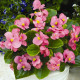 Бада Бинг F1 розовая (pink) семена бегонии 20-25см (Syngenta)