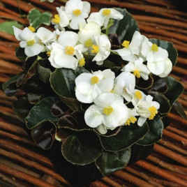 Бада Бум F1 белый (white) семена бегонии 20-25см многол. (Syngenta)