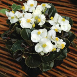 Бада Бум F1 белый (white) семена бегонии 20-25см многол. (Syngenta)