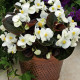 Бада Бум F1 белый (white) семена бегонии 20-25см многол. (Syngenta)